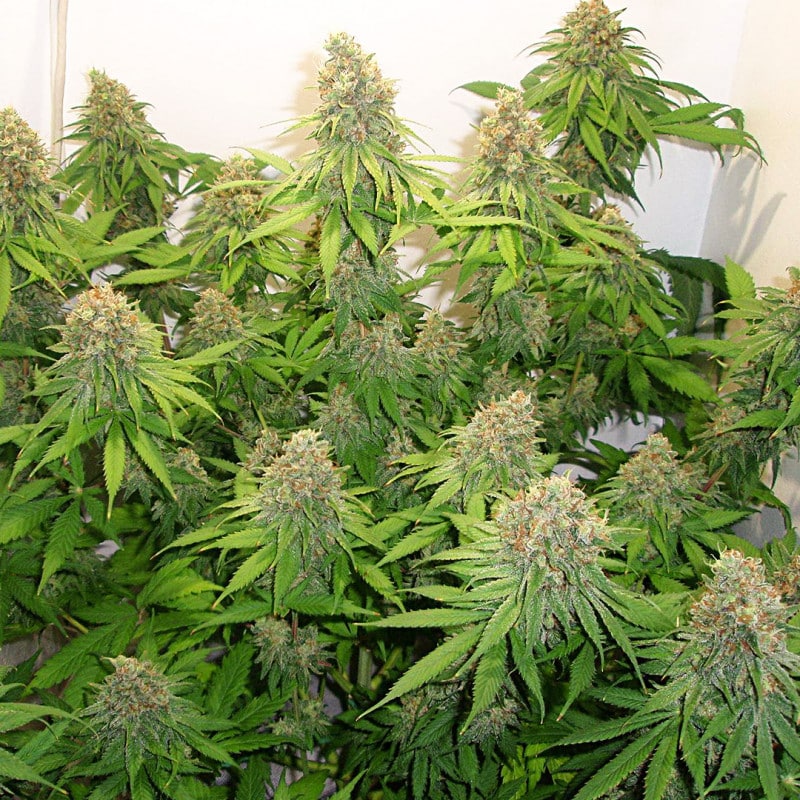 CBD Skunk Haze by Dutch Passion Seeds CBD Skunk Haze by Dutch Passion Seeds