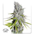 cbd-skunk-haze-4
