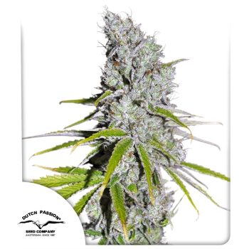 CBD Skunk Haze by Dutch Passion Seeds