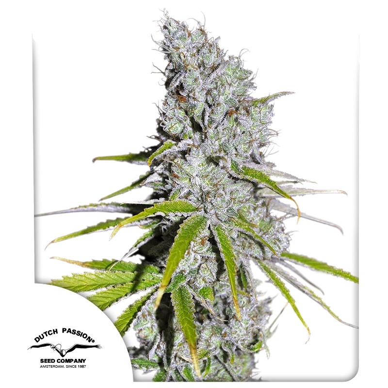 cbd-skunk-haze-4