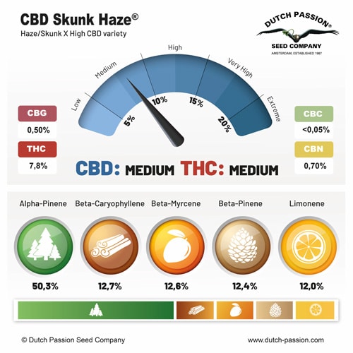 CBD Skunk Haze terpene and cannabinoid profile CBD Skunk Haze terpene and cannabinoid profile