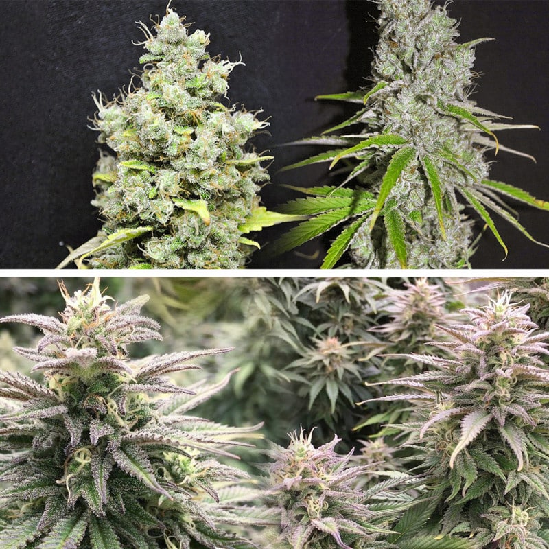 CBD Skunk Haze by Dutch Passion Seeds CBD Skunk Haze by Dutch Passion Seeds