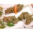 CBG Force Feminized Cannabis Seeds by Dutch Passion Seeds