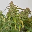 CBG Force Feminized Cannabis Seeds by Dutch Passion Seeds