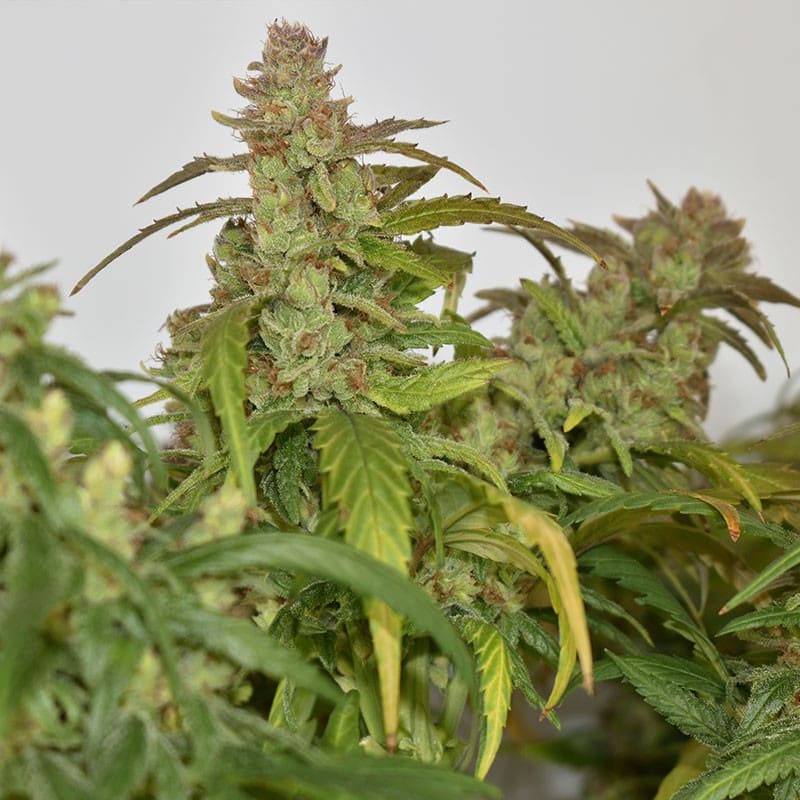 CBG Force Feminized by Dutch Passion Seeds CBG Force Feminized by Dutch Passion Seeds