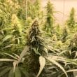 CBG Force Feminized Cannabis Seeds by Dutch Passion Seeds