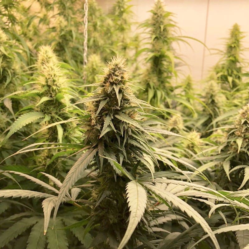 CBG Force Feminized by Dutch Passion Seeds CBG Force Feminized by Dutch Passion Seeds