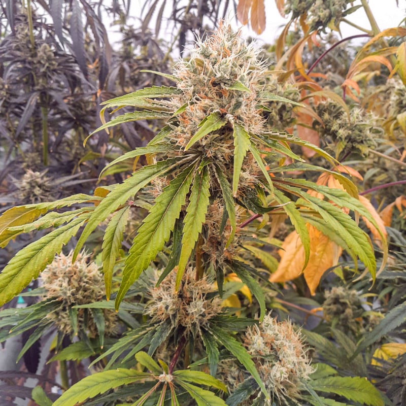 CBG Force Feminized by Dutch Passion Seeds CBG Force Feminized by Dutch Passion Seeds