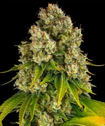 Cheese Auto Cannabis Seeds by Barneys Farm
