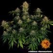 Cheese Feminized Cannabis Seeds by Barneys Farm