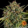 Cheese Feminized Cannabis Seeds by Barneys Farm
