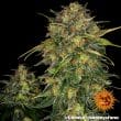 Cheese Feminized Cannabis Seeds by Barneys Farm