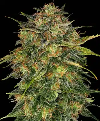 Cheese Feminized Cannabis Seeds by Barneys Farm
