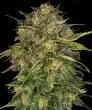 Cheese Feminized Cannabis Seeds by Barneys Farm