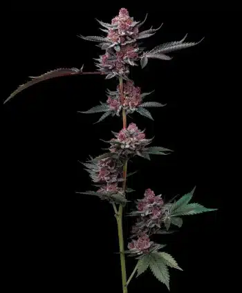 Cherry Poppers Feminized Cannabis Seeds by Barneys Farm