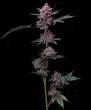 Cherry Poppers Feminized Cannabis Seeds by Barneys Farm