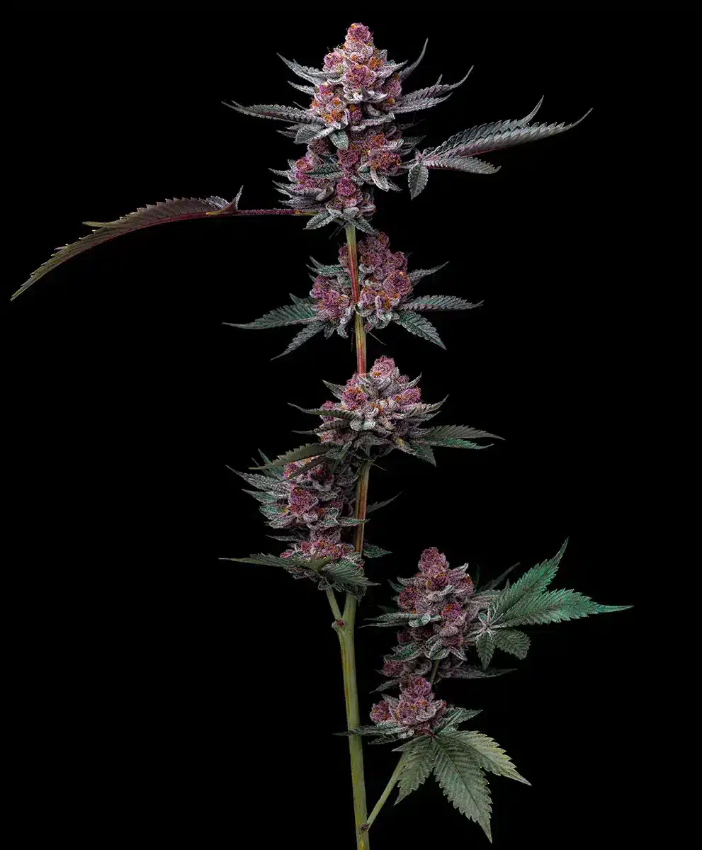 Cherry Poppers Feminized Cannabis Seeds by Barneys Farm Cherry Poppers Feminized Cannabis Seeds by Barneys Farm