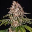 Cookie Casket Feminized Cannabis Seeds by Barneys Farm