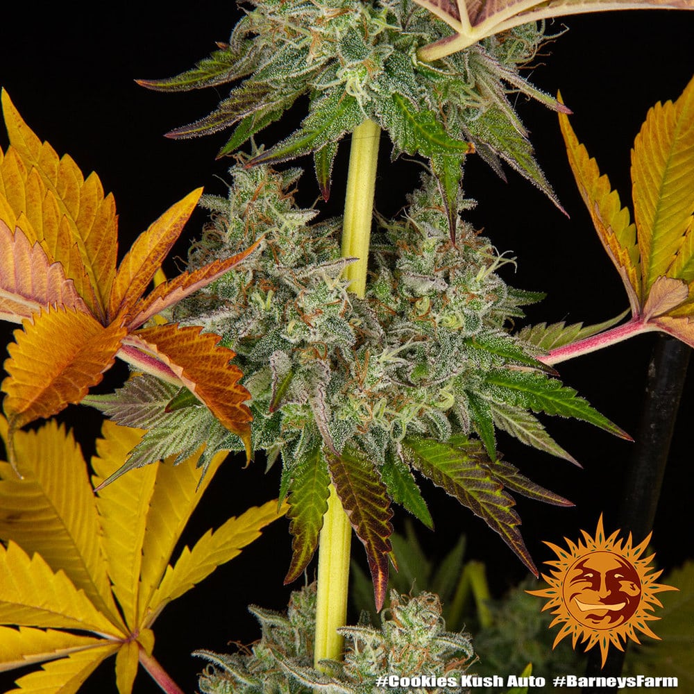 Cookies Kush Auto Cannabis Seeds by Barneys Farm Cookies Kush Auto Cannabis Seeds by Barneys Farm