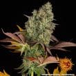 Cookies Kush Auto Cannabis Seeds by Barneys Farm