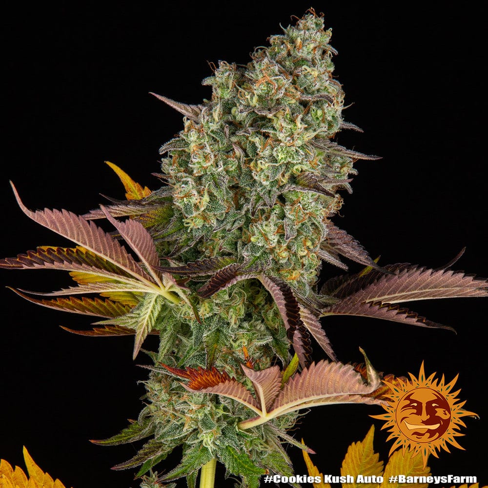 Cookies Kush Auto Cannabis Seeds by Barneys Farm Cookies Kush Auto Cannabis Seeds by Barneys Farm