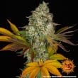Cookies Kush Auto Cannabis Seeds by Barneys Farm