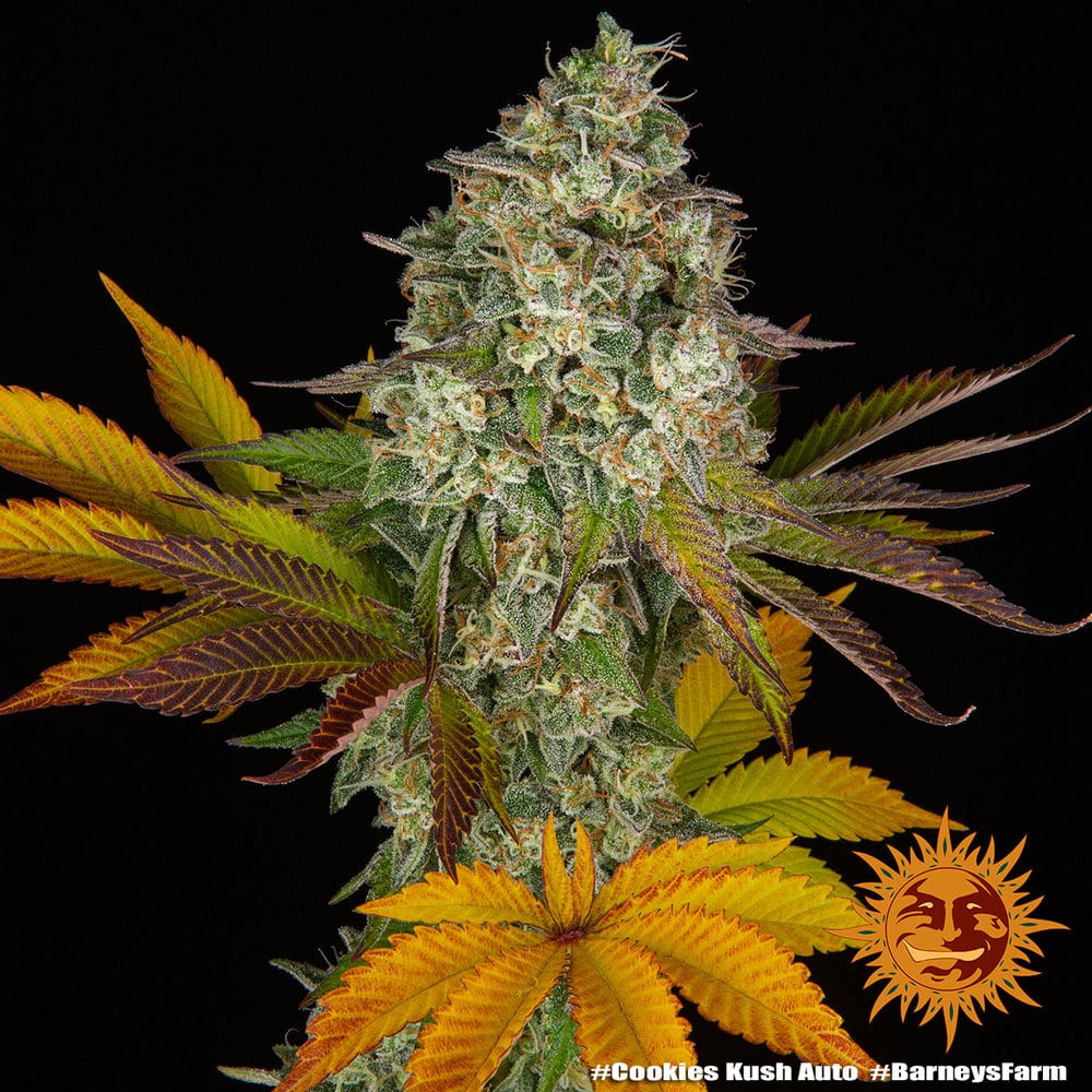 Cookies Kush Auto Cannabis Seeds by Barneys Farm Cookies Kush Auto Cannabis Seeds by Barneys Farm