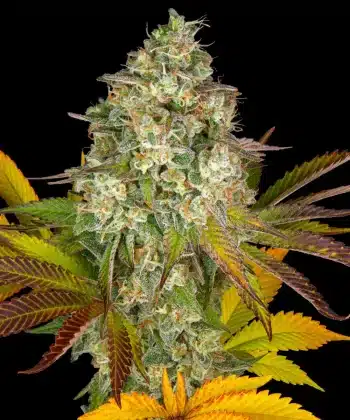 Cookies Kush Auto Cannabis Seeds by Barneys Farm