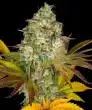 Cookies Kush Auto Cannabis Seeds by Barneys Farm