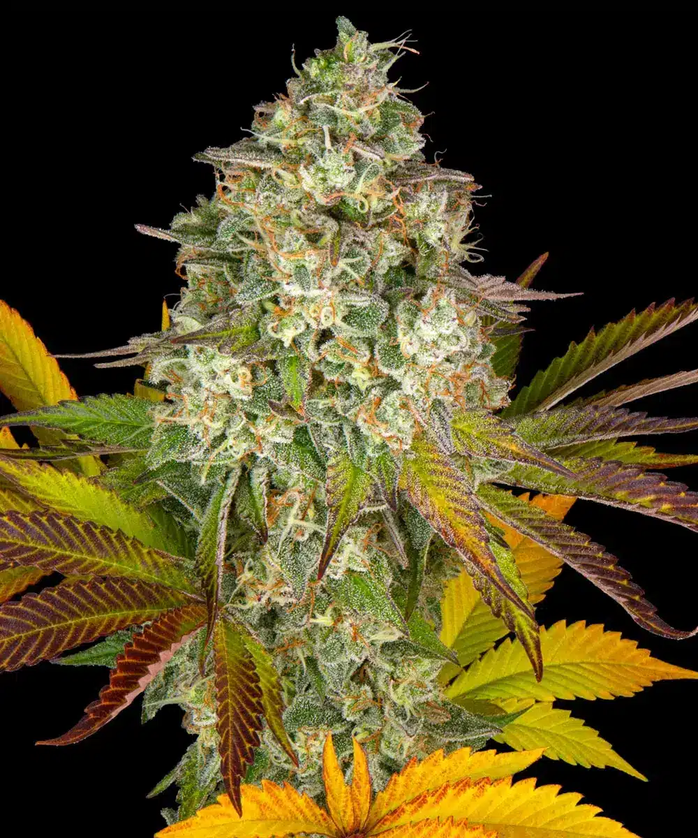 Cookies Kush Auto Cannabis Seeds by Barneys Farm Cookies Kush Auto Cannabis Seeds by Barneys Farm