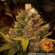 Cookies Kush Feminized Cannabis Seeds by Barneys Farm