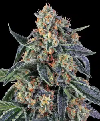 Cookies Kush Feminized Cannabis Seeds by Barneys Farm
