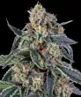 Cookies Kush Feminized Cannabis Seeds by Barneys Farm