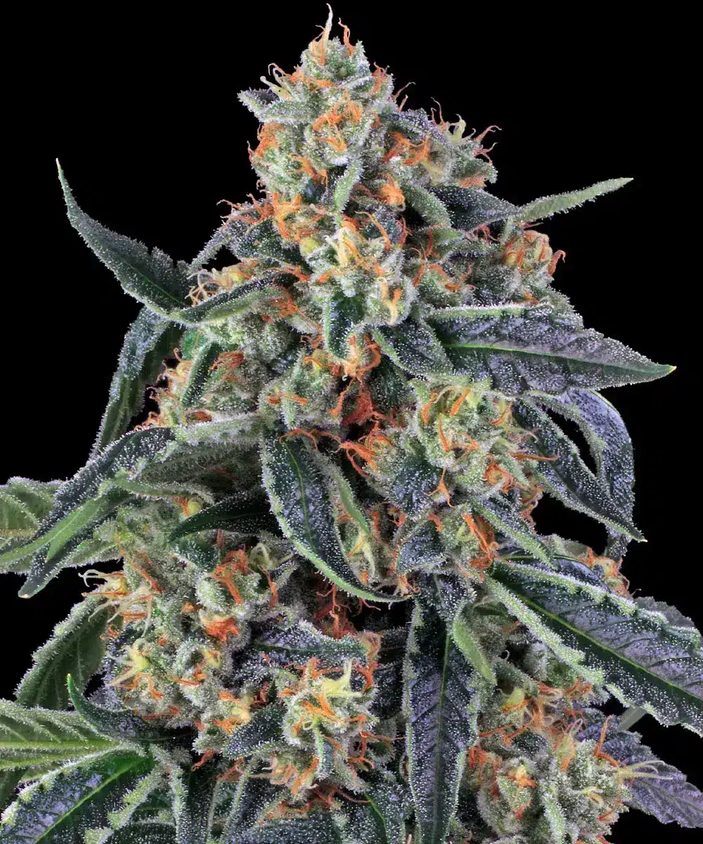Cookies Kush Feminized Cannabis Seeds by Barneys Farm Cookies Kush Feminized Cannabis Seeds by Barneys Farm