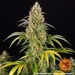 Auto Critical Kush Cannabis Seeds by Barneys Farm