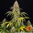 Auto Critical Kush Cannabis Seeds by Barneys Farm