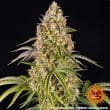 Auto Critical Kush Cannabis Seeds by Barneys Farm