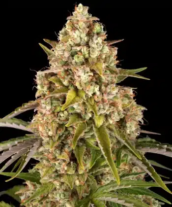 Auto Critical Kush Cannabis Seeds by Barneys Farm