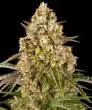 Auto Critical Kush Cannabis Seeds by Barneys Farm