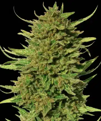 Critical Kush Feminized Cannabis Seeds by Barneys Farm