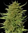 Critical Kush Feminized Cannabis Seeds by Barneys Farm