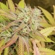 Critical Orange Punch Feminized Cannabis Seeds by Dutch Passion Seeds