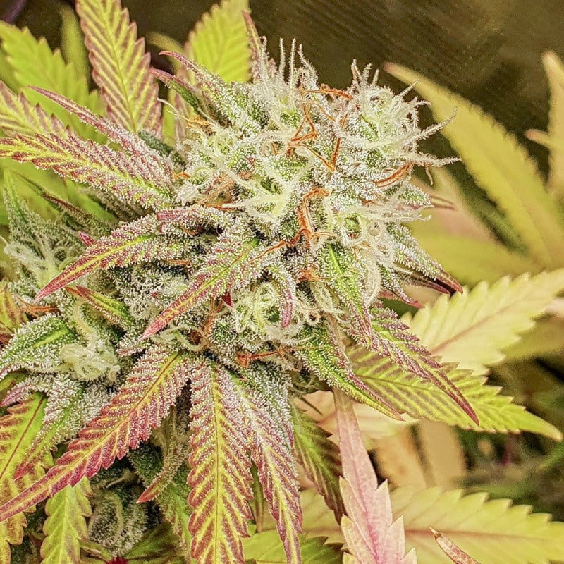 Critical Orange Punch Feminized by Dutch Passion Seeds Critical Orange Punch Feminized by Dutch Passion Seeds