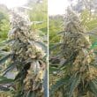 Critical Orange Punch Feminized Cannabis Seeds by Dutch Passion Seeds