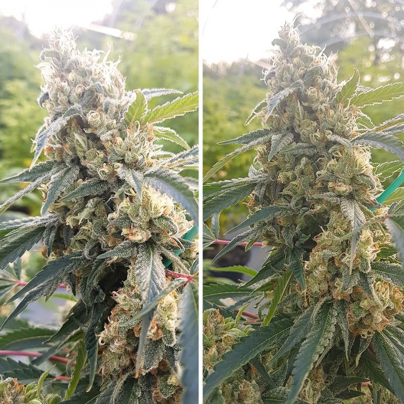 Critical Orange Punch Feminized by Dutch Passion Seeds Critical Orange Punch Feminized by Dutch Passion Seeds