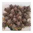 Critical Orange Punch Feminized Cannabis Seeds by Dutch Passion Seeds