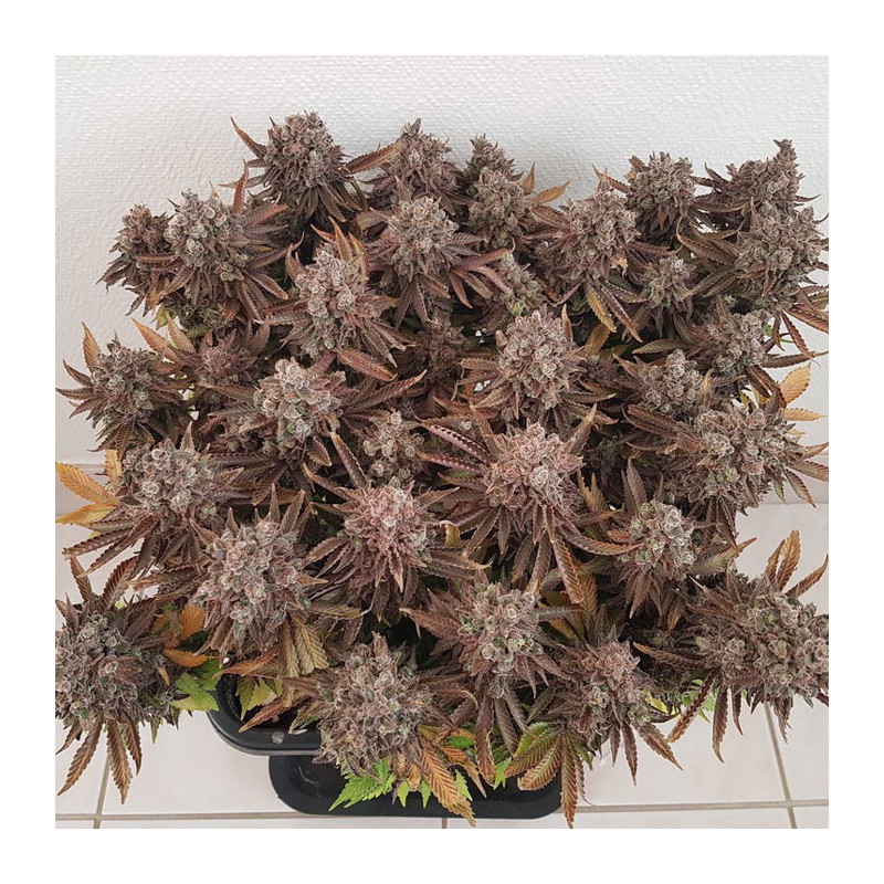 Critical Orange Punch Feminized by Dutch Passion Seeds Critical Orange Punch Feminized by Dutch Passion Seeds