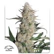 Critical Orange Punch Feminized Cannabis Seeds by Dutch Passion Seeds