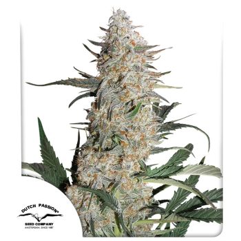 Critical Orange Punch Feminized Cannabis Seeds by Dutch Passion Seeds