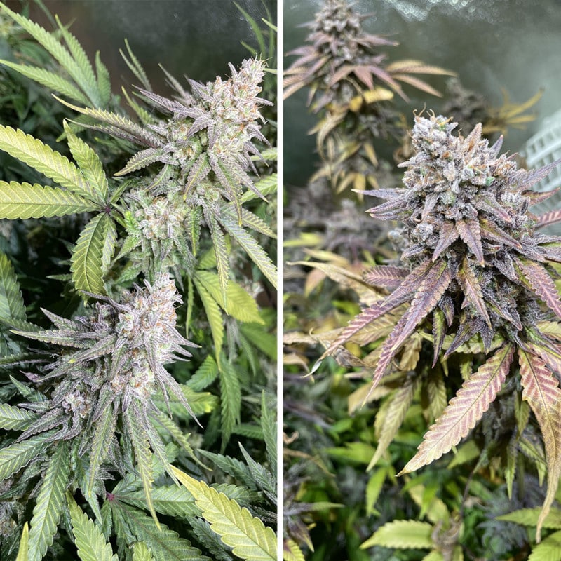 Critical Orange Punch Feminized by Dutch Passion Seeds Critical Orange Punch Feminized by Dutch Passion Seeds